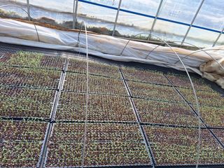 김명진입니다님의 기타작물 · 영농일지 작성글 사진