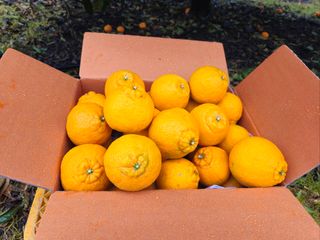 새달귤농장님의 귤 · 영농일지 작성글 사진