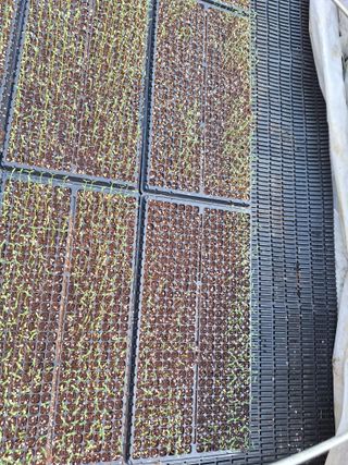 김명진입니다님의 기타작물 · 영농일지 작성글 사진