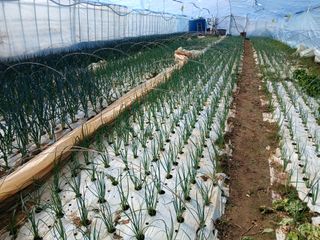 김성식님의 기타작물 · 영농일지 작성글 사진