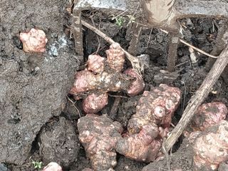 공주유구 구계박만호님의 감자 · 영농일지 작성글 사진