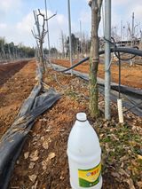 팜모닝 기타작물·영농일지 게시글 이미지