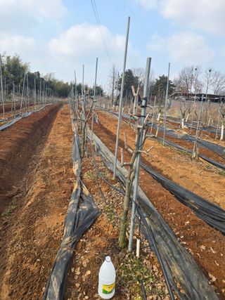 소병기 정직한농장님의 기타작물 · 영농일지 작성글 사진