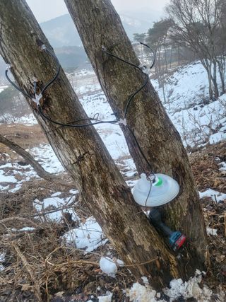 김낙성님의 두릅 · 영농일지 작성글 사진