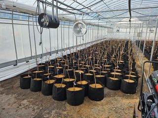 다디단 망고 농장님의 기타작물 · 영농일지 작성글 사진