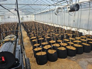 다디단 망고 농장님의 기타작물 · 영농일지 작성글 사진