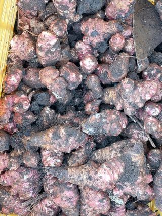 공주유구 구계박만호님의 감자 · 영농일지 작성글 사진