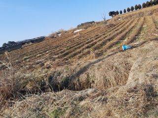 김영례님의 기타작물 · 영농일지 작성글 사진
