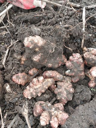 공주유구 구계박만호님의 감자 · 영농일지 작성글 사진