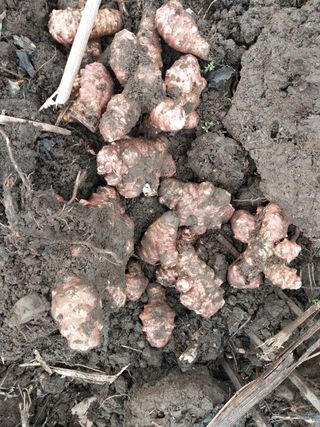 공주유구 구계박만호님의 감자 · 영농일지 작성글 사진