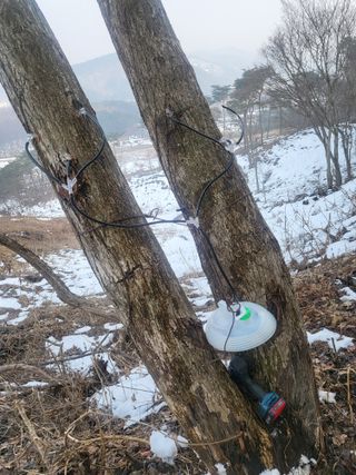 김낙성님의 두릅 · 영농일지 작성글 사진