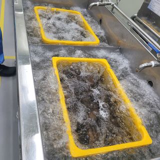 김선순(공룡자색마)님의 기타작물 · 영농일지 작성글 사진