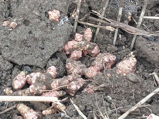 공주유구 구계박만호님의 감자 · 영농일지 작성글 사진