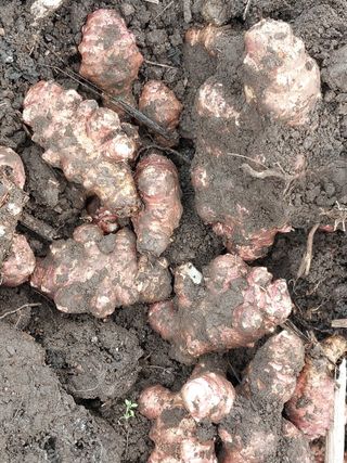 공주유구 구계박만호님의 감자 · 영농일지 작성글 사진