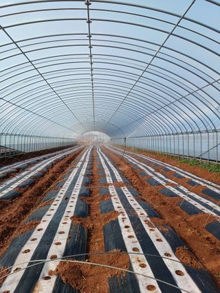 결단이님의 기타작물 · 영농일지 작성글 사진