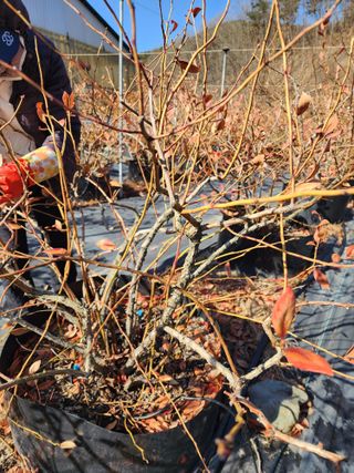 밀양달콤팜님의 기타작물 · 영농일지 작성글 사진