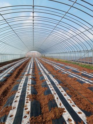 결단이님의 기타작물 · 영농일지 작성글 사진