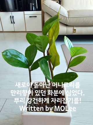 이미옥님의 기타작물 · 영농일지 작성글 사진