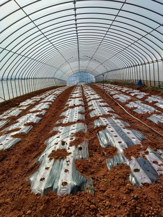 결단이님의 기타작물 · 영농일지 작성글 사진