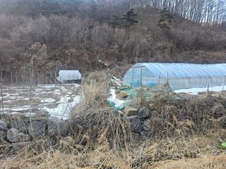 마실 박기님의 기타작물 · 영농일지 작성글 사진