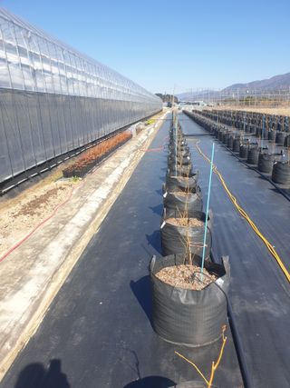 일군 블루베리 농원님의 기타작물 · 영농일지 작성글 사진