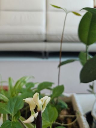 이미옥님의 기타작물 · 영농일지 작성글 사진