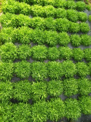 농민님의 기타작물 · 영농일지 작성글 사진