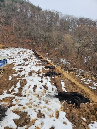 홍천 김진호팜님의 기타작물 · 영농일지 작성글 사진