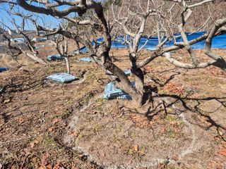 최진일님의 감 · 영농일지 작성글 사진