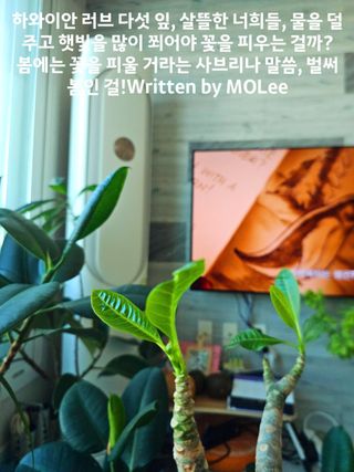 이미옥님의 기타작물 · 영농일지 작성글 사진