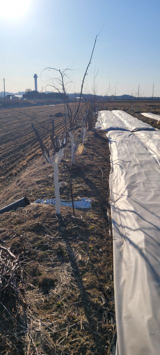 살구15128님의 기타작물 · 영농일지 작성글 사진