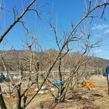 팜모닝 감·영농일지 게시글 이미지