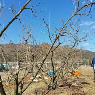 박수연님의 감 · 영농일지 작성글 사진