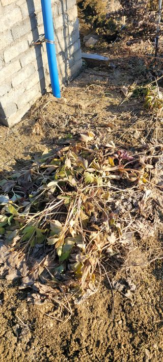 살구15128님의 기타작물 · 영농일지 작성글 사진