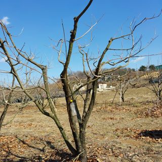 박수연님의 감 · 영농일지 작성글 사진