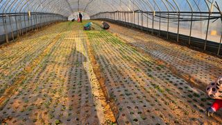 햇살처럼영농조합님의 기타작물 · 영농일지 작성글 사진