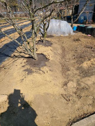 만청님의 자두 · 영농일지 작성글 사진