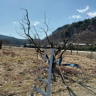 박수연님의 감 · 영농일지 작성글 사진