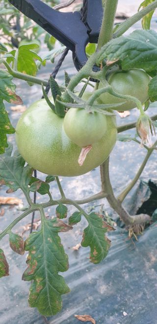 토마토아부지왕궁면님의 기타작물 · 영농일지 작성글 사진