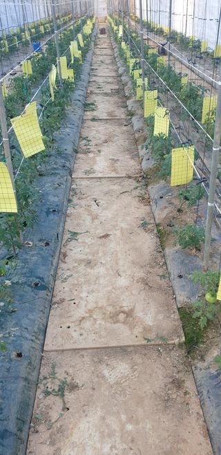 토마토아부지왕궁면님의 기타작물 · 영농일지 작성글 사진