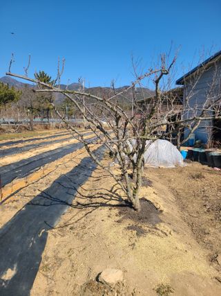 만청님의 자두 · 영농일지 작성글 사진