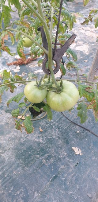 토마토아부지왕궁면님의 기타작물 · 영농일지 작성글 사진