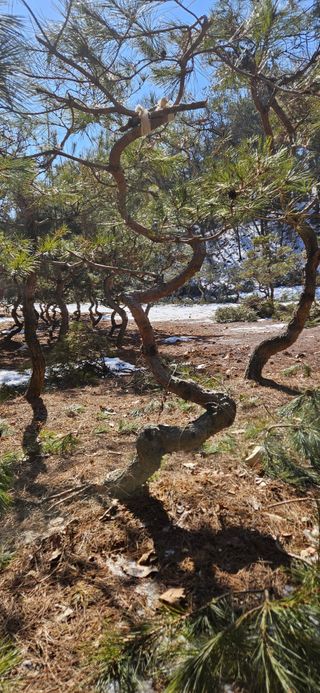 나무의인생과삶님의 기타작물 · 영농일지 작성글 사진