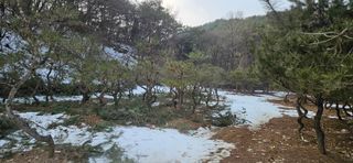 나무의인생과삶님의 기타작물 · 영농일지 작성글 사진