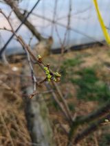 팜모닝 기타작물·영농일지 게시글 이미지