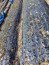 팜모닝 기타작물·영농일지 게시글 이미지