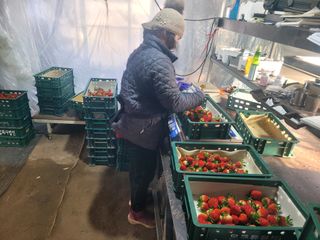 구기서님의 기타작물 · 영농일지 작성글 사진