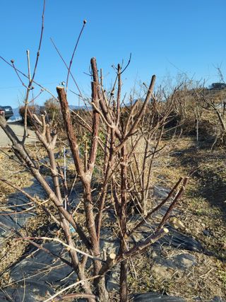 식만동 복합영농님의 기타작물 · 영농일지 작성글 사진