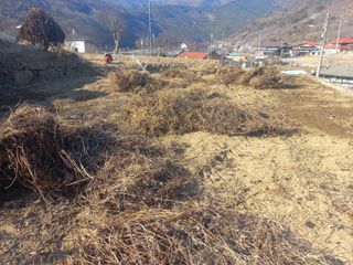 손 무현님의 기타작물 · 영농일지 작성글 사진