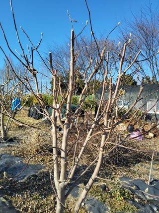 식만동 복합영농님의 기타작물 · 영농일지 작성글 사진